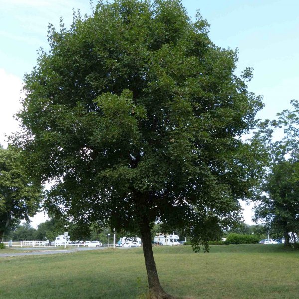 کیکم شیرازی